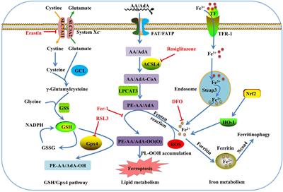 Ferroptosis as a Novel Therapeutic Target for Diabetes and Its Complications